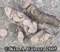 A photograph of coyote scat.