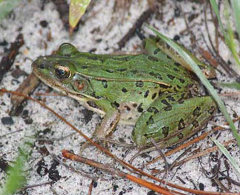 Southern Leopard Frog